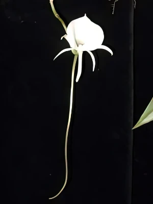 Image of Angraecum scottianum 1